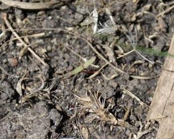 Is It Time To Scout CRP For Palmer Amaranth?